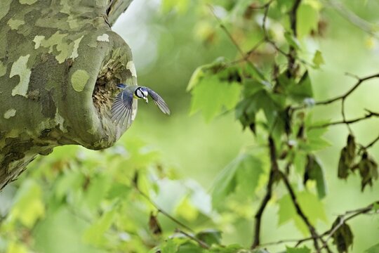 Blue tit (Parus caeruleus), with faeces in its beak on departure from the breeding den, Canton Zug, Switzerland