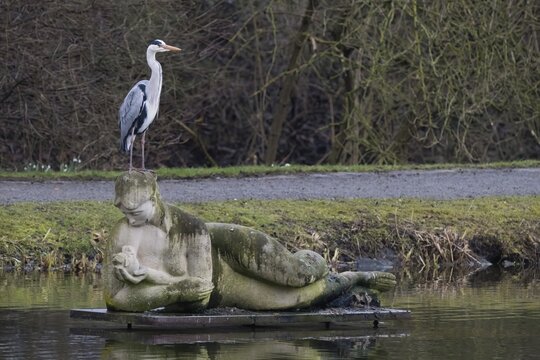 A grey heron (Ardea cinerea) stands on a statue in the water, Reclining Eve, sculpture by Roman Krasnitzki, and enjoys the peace and quiet, Ahnepark in Vellmar, Hesse, Germany