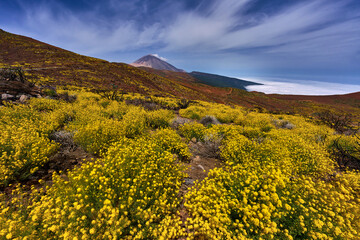 Obraz premium Charred shrub and Teide backdrop