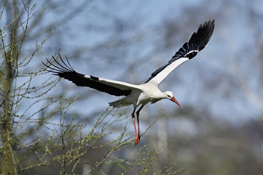 White stork (Ciconia ciconia), in flight, Canton Aargau, Switzerland