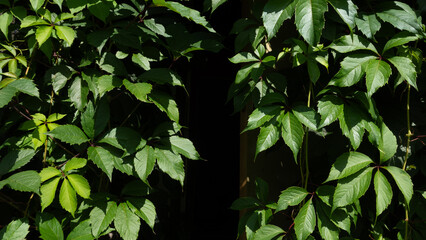 lush green ivy covering a doorway