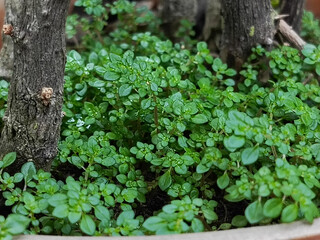 Lush Green Groundcover Plants in Pot.