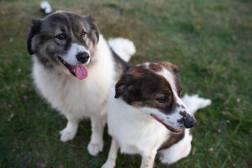 Happy dogs portrait outdoor - top view