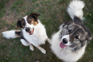 Happy dogs portrait outdoor - top view