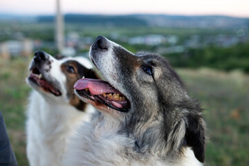 Happy dogs portrait outdoor - top view