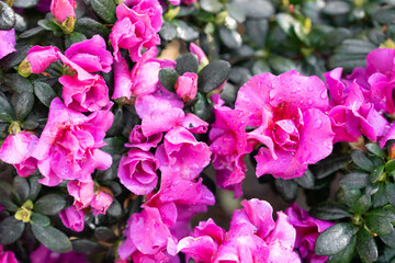 Cluster of pink Azalea flowers blooming densely on compact shrubs.