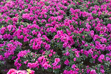 Cluster of pink Azalea flowers blooming densely on compact shrubs.