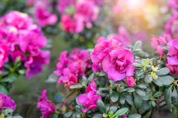 Cluster of pink Azalea flowers blooming densely on compact shrubs.