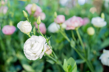 Lisianthus flowers in the garden. White Lisianthus blooming and bud flower with green leaf.