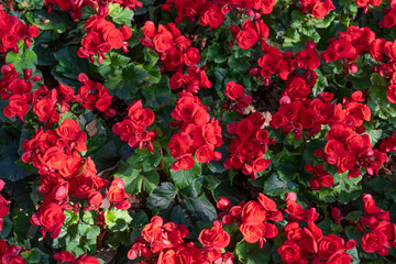 Red colored begonias (Begonia tuberhybrida) in garden