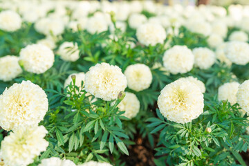 White marigold Cream, large, round, beautiful flowers. Big, fluffy flowers.
