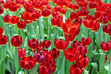 blooming red tulips. tulip flowers with deep red petals. forming flower arrangement background