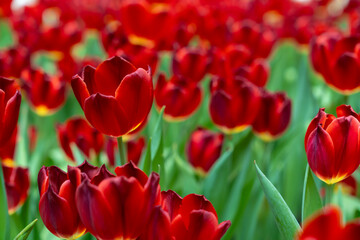 Blooming red tulips. tulip flowers with deep red petals. forming flower arrangement background.