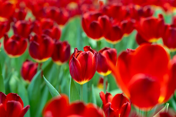 Blooming red tulips. tulip flowers with deep red petals. forming flower arrangement background.