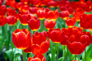 Blooming red tulips. tulip flowers with deep red petals. forming flower arrangement background.