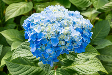 Natural Landscape view blue Hydrangea flower (Hydrangea macrophylla).