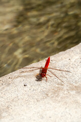 Libelle