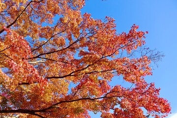 青空に映える紅葉