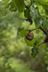 Rotten apple hanging on a branch after rain
