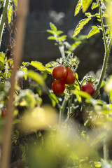 Tomatoes ripening in sunlight