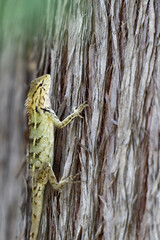 Wild Reptile Climbing on Tree Bark