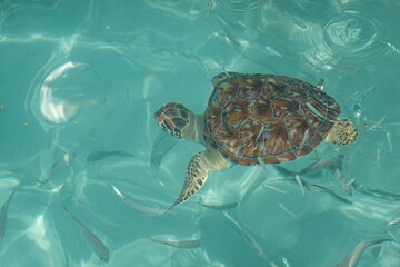 Curacao, Willibrordus - turtles at Playa Piskado or Playa Grandi
