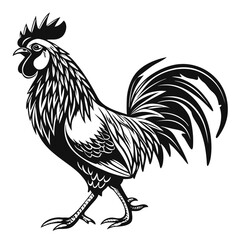 rooster isolated on white background