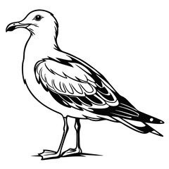 vector illustration of a seagull