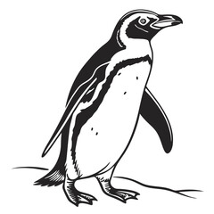 penguin on a white background