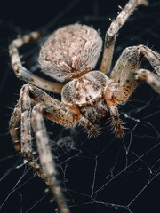 Close-up of spider on web with detailed textures.