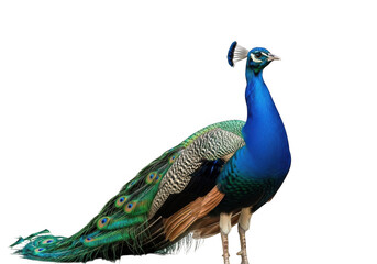 Peacock standing isolated on transparent background