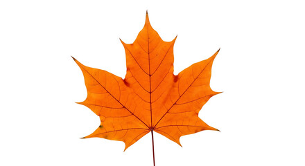 Obraz premium Vibrant autumnal maple leaf with intricate venation against a stark black background.