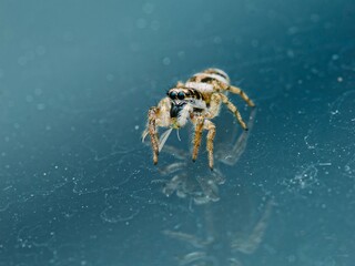 Jumping Spider on Reflective Surface