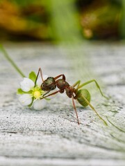 Ant on White Flower Close-Up