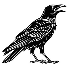 crow on a white background
