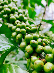 Close-up of vibrant green, unripe coffee beans on a branch, covered in fresh dewdrops. A symbol of coffee's journey from farm to cup.