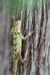 Close Up of Oriental Garden Lizard on Tree
