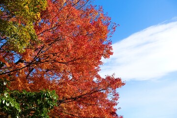 秋の青空と紅葉
