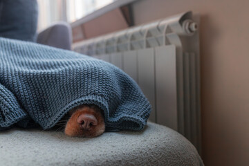 Obraz na płótnie Canvas Closeup dog nose visible under gray knitted blanket, radiator in background, humorous and warm detail of cozy winter home interior with pet resting indoors.