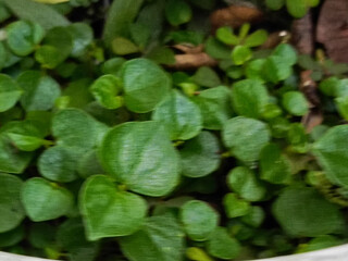 Close up of vibrant green succulent plant leaves with a shallow depth of field.
