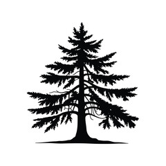 Fototapeta premium Silhouette of a tall evergreen pine tree with textured branches and a detailed trunk against a white backdrop