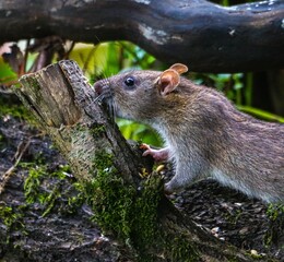 Rat on a Mossy Log in Forest