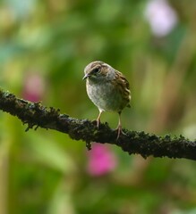 Small bird on a mossy branch in nature.