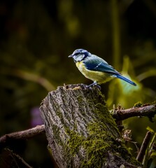 Blue Tit on Mossy Stump