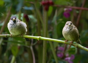 Sparrows on a green branch