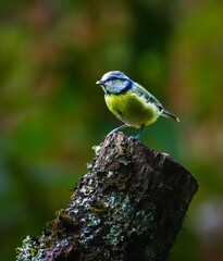Blue and Yellow Bird on Mossy Stump