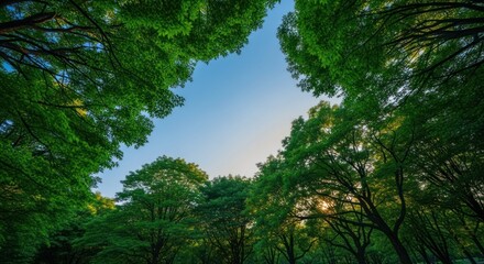 Forest canopy view; green leaves frame blue sky above