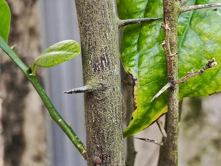 Close up of a thorny tree branch with textured bark and green leaves.