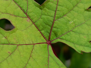 Detailed Close Up of a Green Grape Leaf with Red Veins.