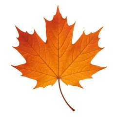 Vibrant Orange Autumn Maple Leaf Against Dark Background